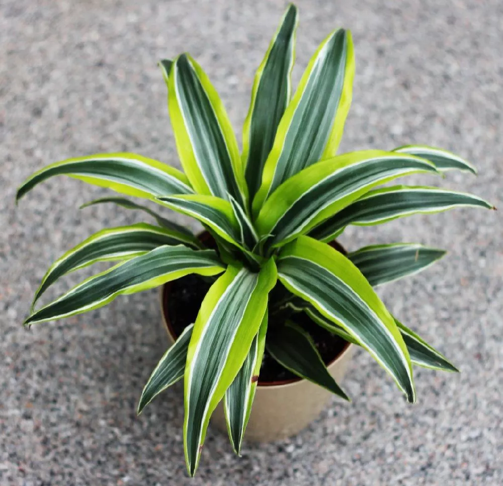 Potted 'Dracaena' Corn Plants