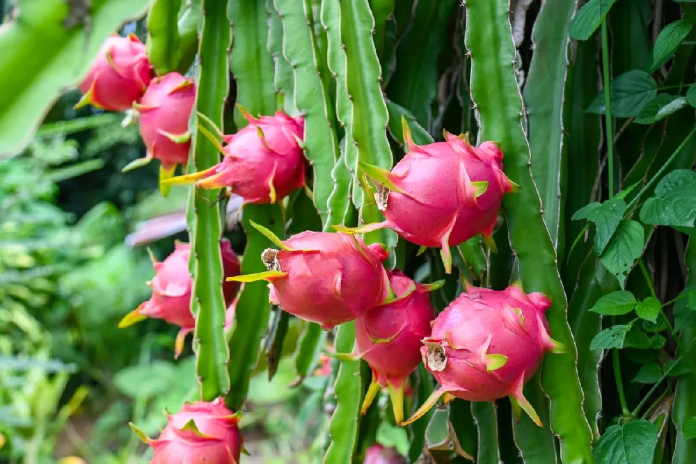 Dragon Fruit Cactus - USDA Organic