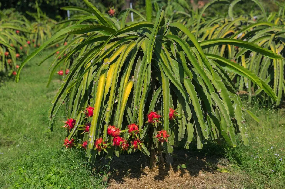 Dragon Fruit Cactus - USDA Organic