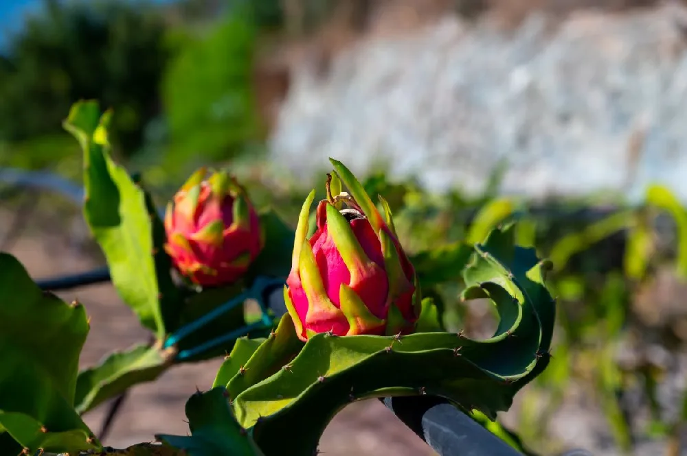 Dragon Fruit Cactus - USDA Organic