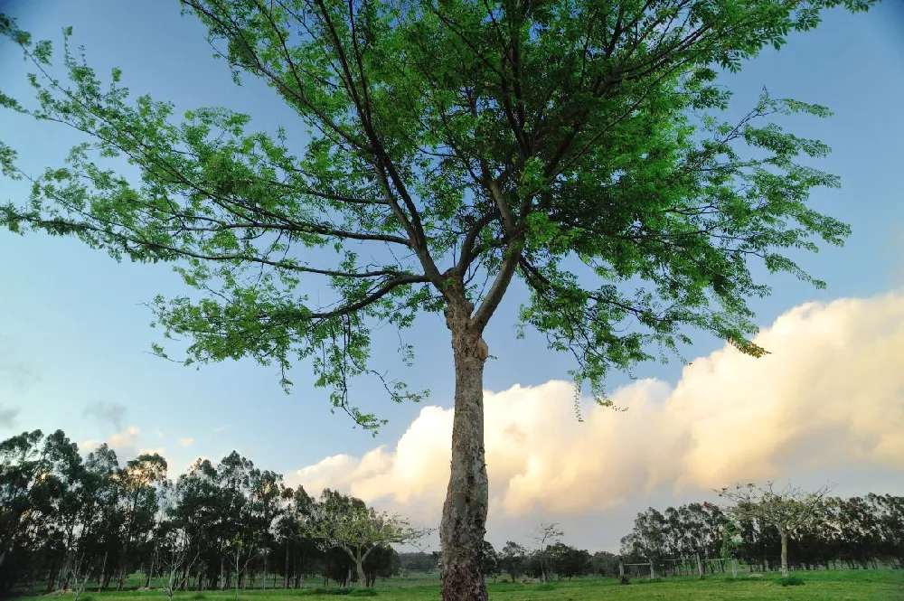 Drake Chinese Elm Tree