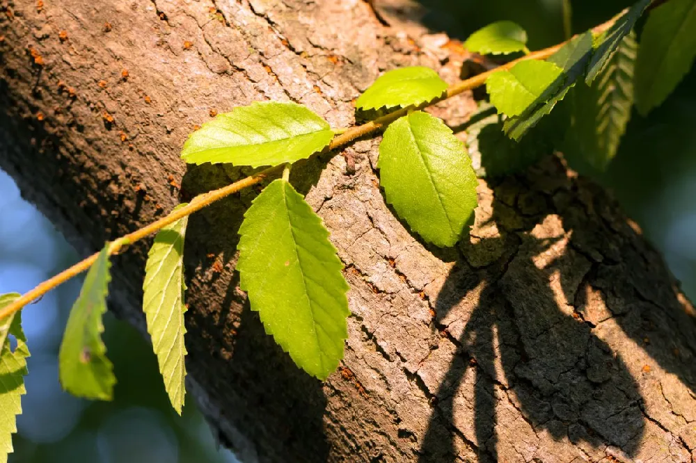 Drake Chinese Elm Tree