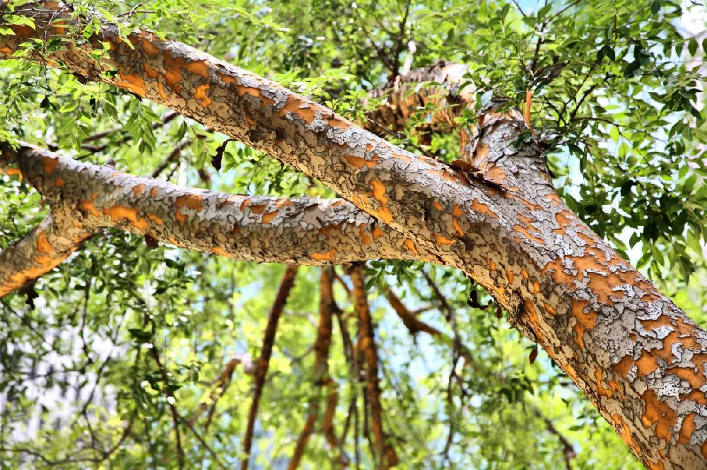 Drake Chinese Elm Tree