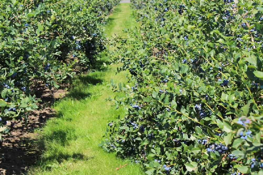 Duke Blueberry Bush