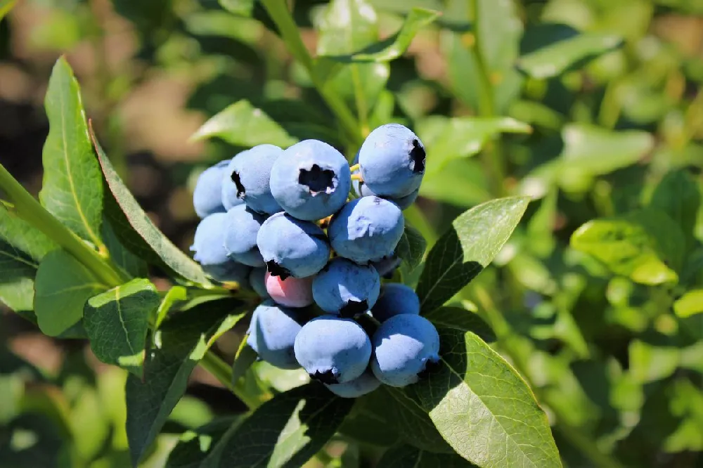 Duke Blueberry Bush