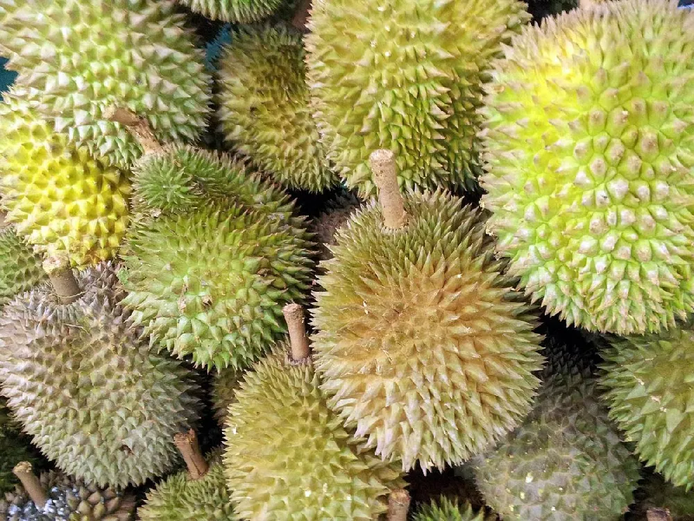 Durian Fruit