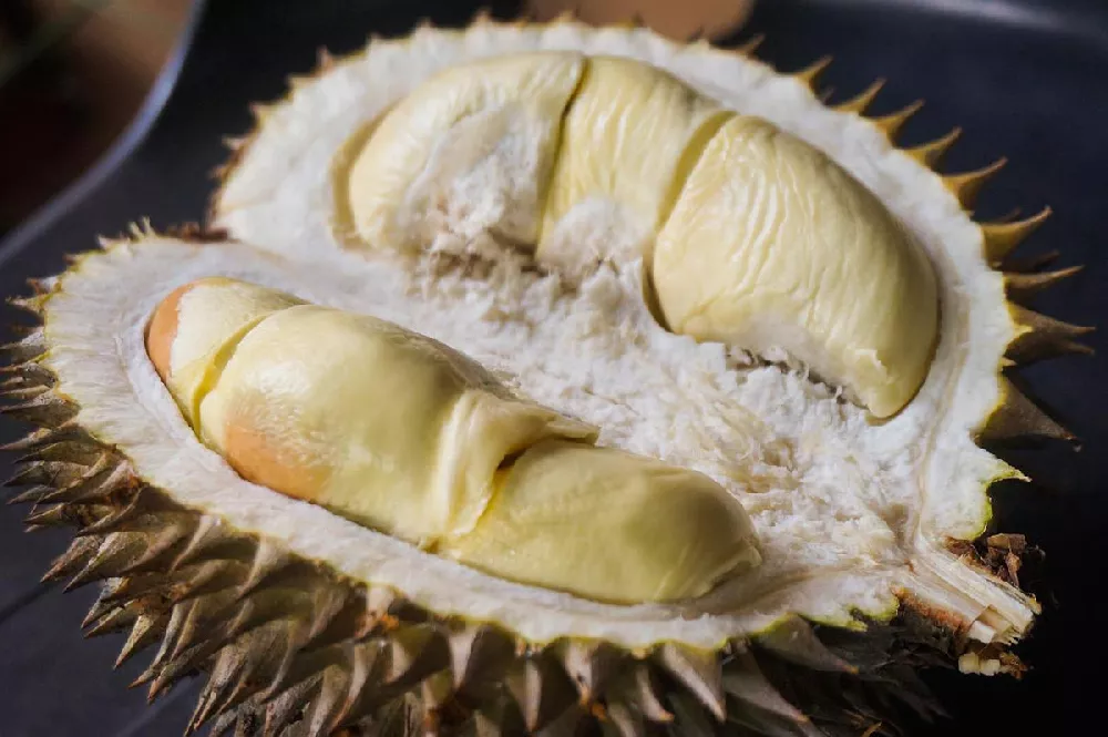 Durian Fruit 2