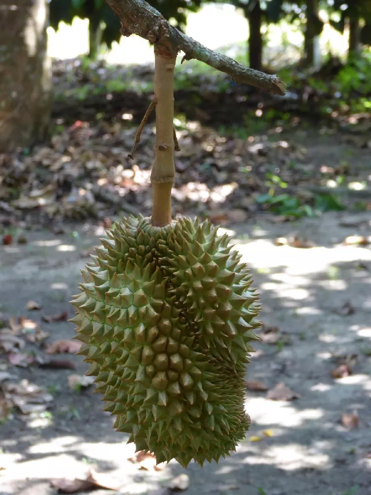 Durian Fruit tree