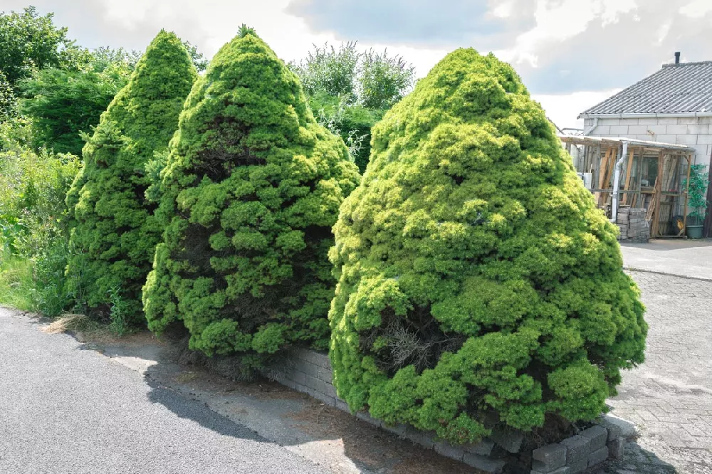 3 Dwarf Alberta Spruce