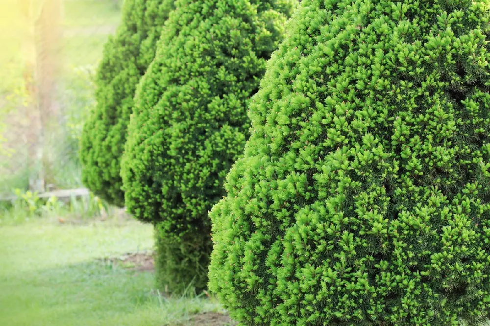 Dwarf Alberta Spruce