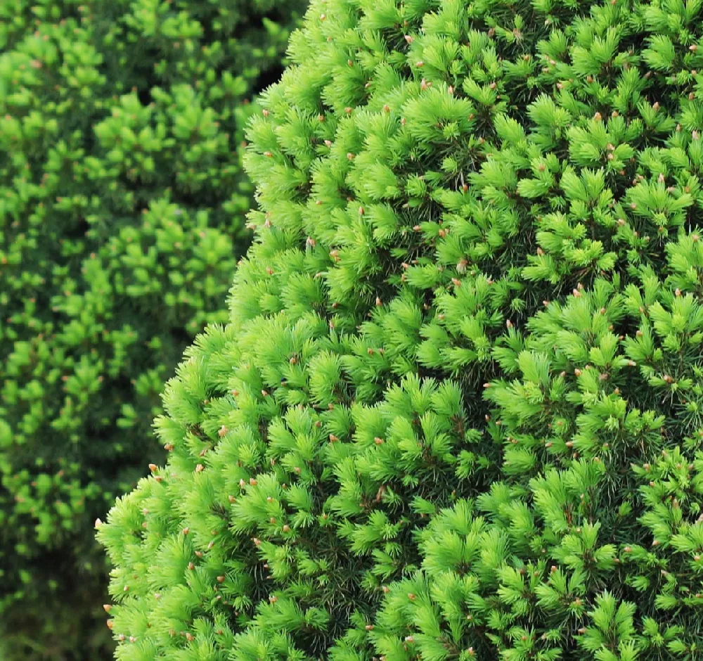 Dwarf Alberta Spruce close-up