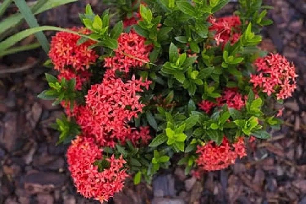 Dwarf Ixora flowers