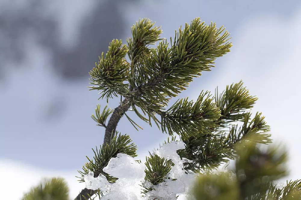 Dwarf Mugo Pine 2