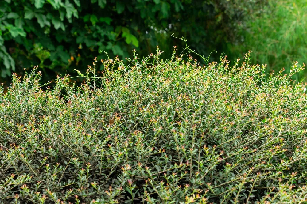 Dwarf Yaupon Holly 2