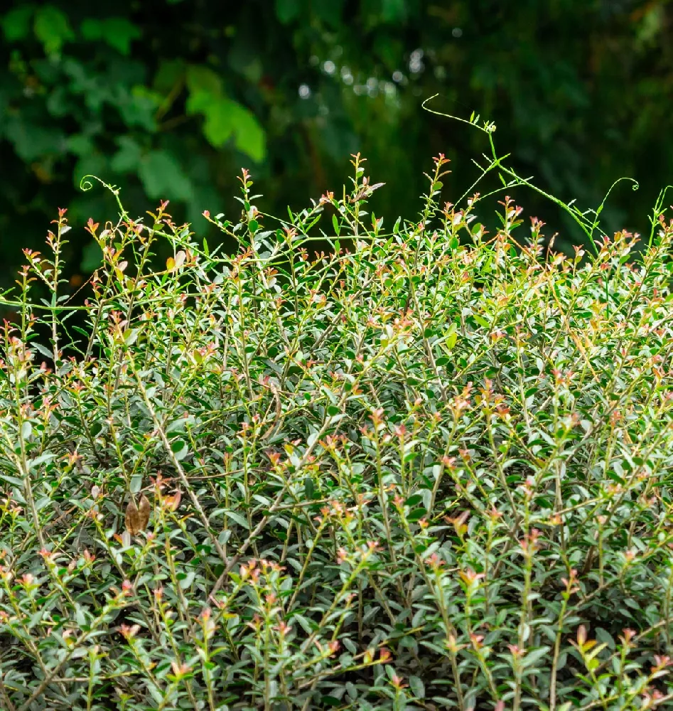 Dwarf Yaupon Holly close-up