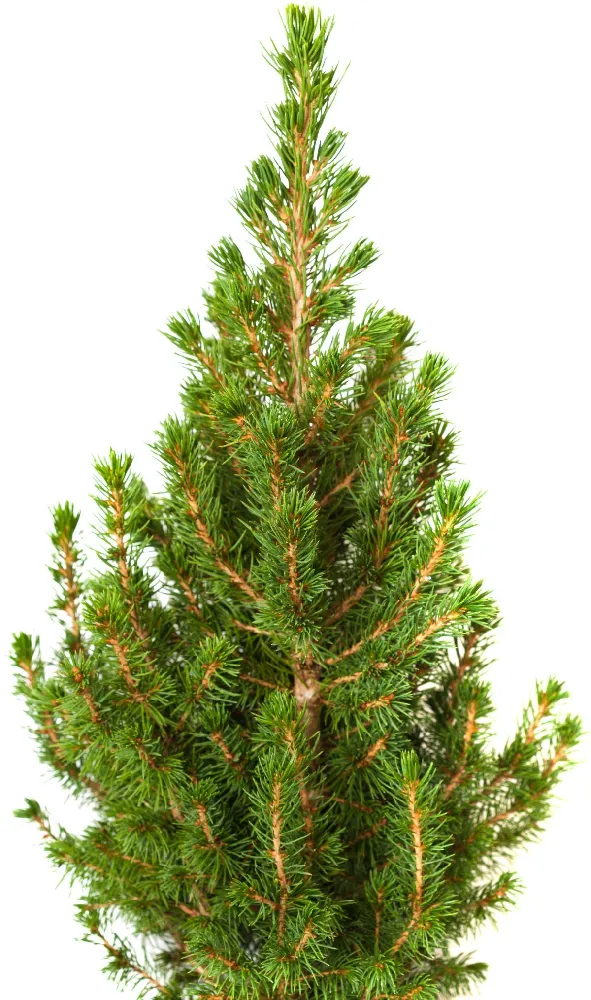 Dwarf Alberta Spruce Gift Plant