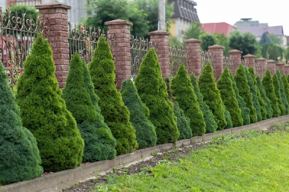 Dwarf Alberta Spruce Gift Plant