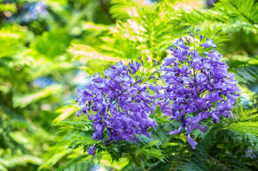 Dwarf Bonsai Blue Jacaranda Tree