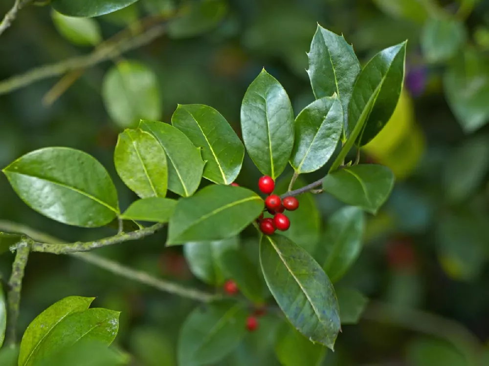 Dwarf Burford Holly