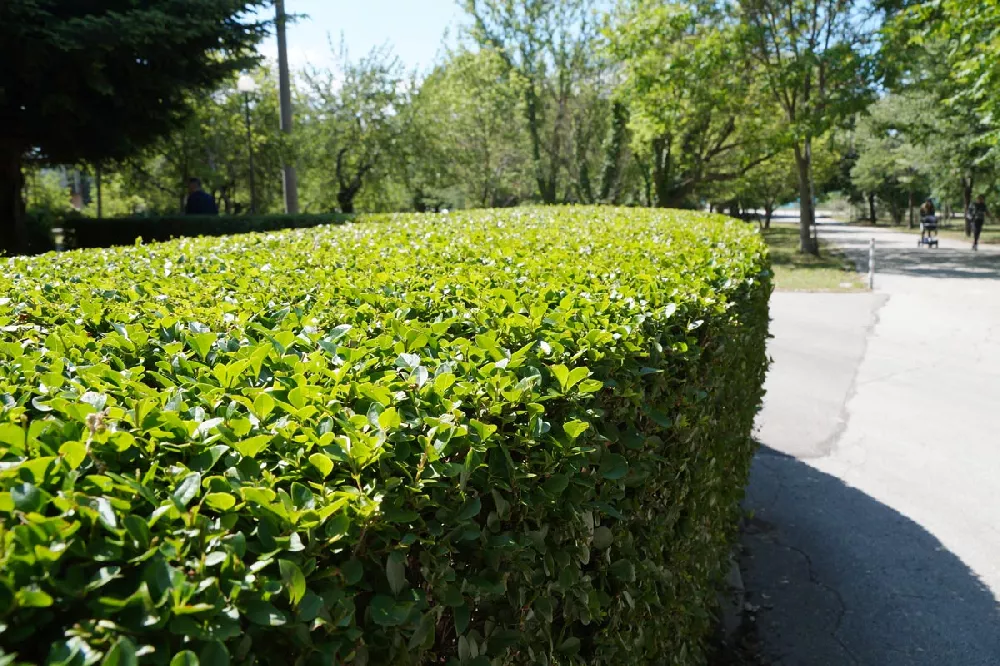 Dwarf Burford Holly