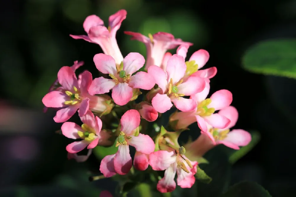 Dwarf Escallonia