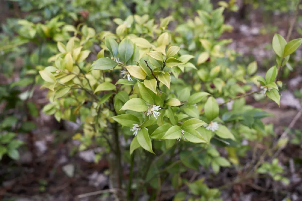 Dwarf Escallonia