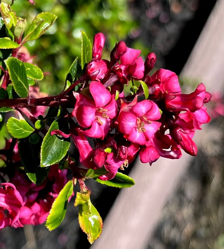 Dwarf Escallonia