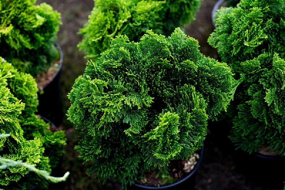 Dwarf Hinoki Cypress