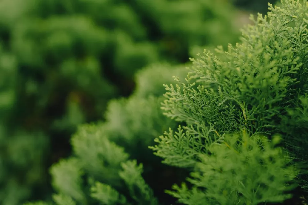 Dwarf Hinoki Cypress