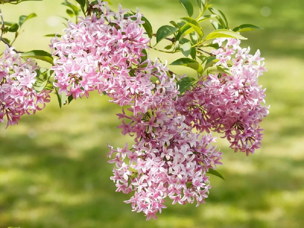 Dwarf Korean Lilac Shrub