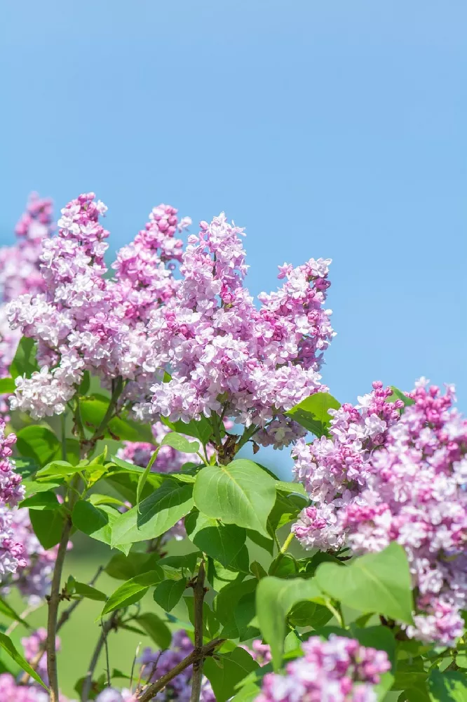 Dwarf Korean Lilac Shrub