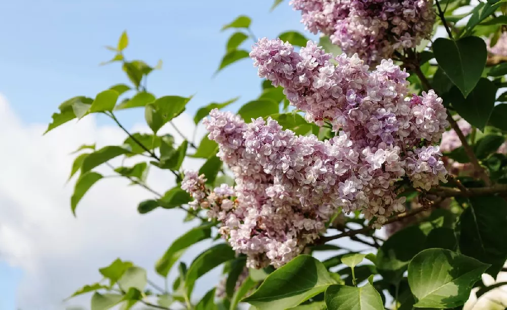 Dwarf Korean Lilac Shrub