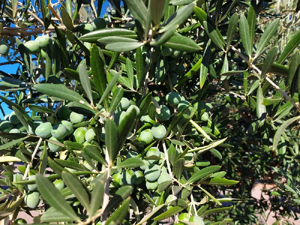 Little Ollie' Dwarf Olive Tree