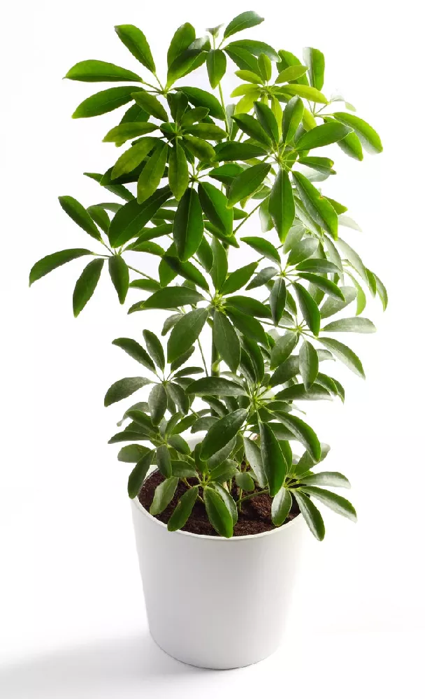 Umbrella Trees for Sale - Buying & Growing - Trees.com