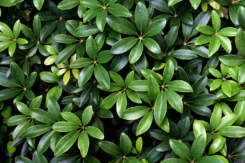 Dwarf Umbrella Trees outside