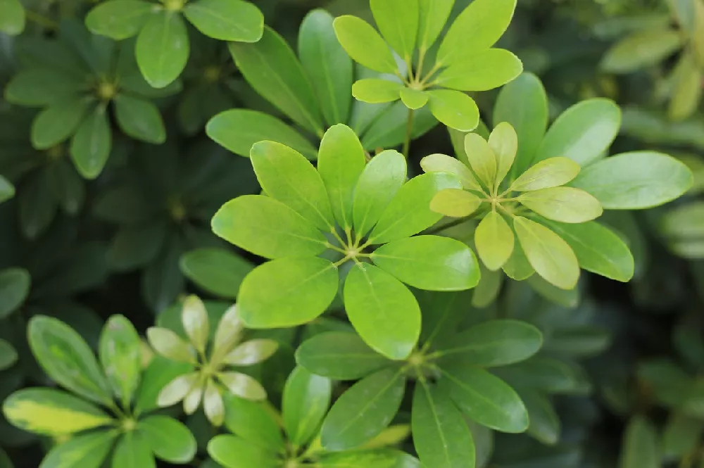 Dwarf Umbrella Trees up-close