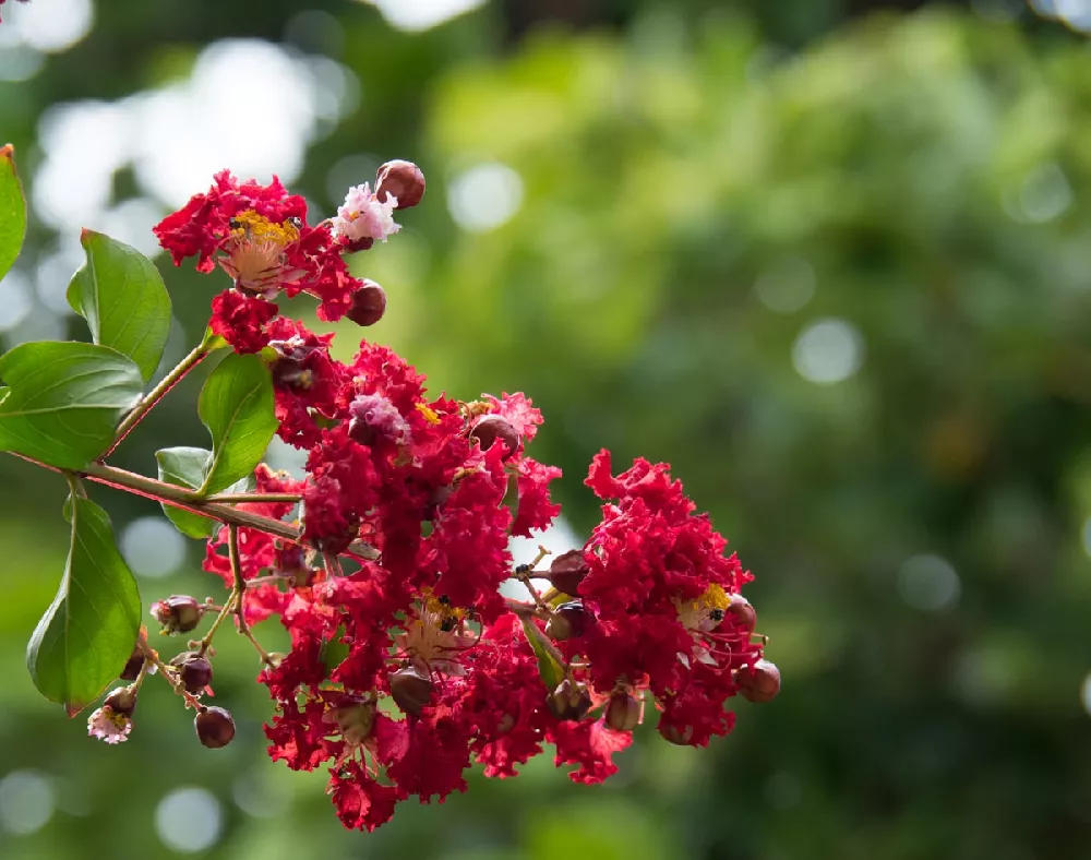 Dynamite Crape Myrtle 2