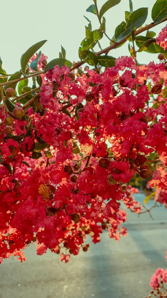 Dynamite Crape Myrtle 3