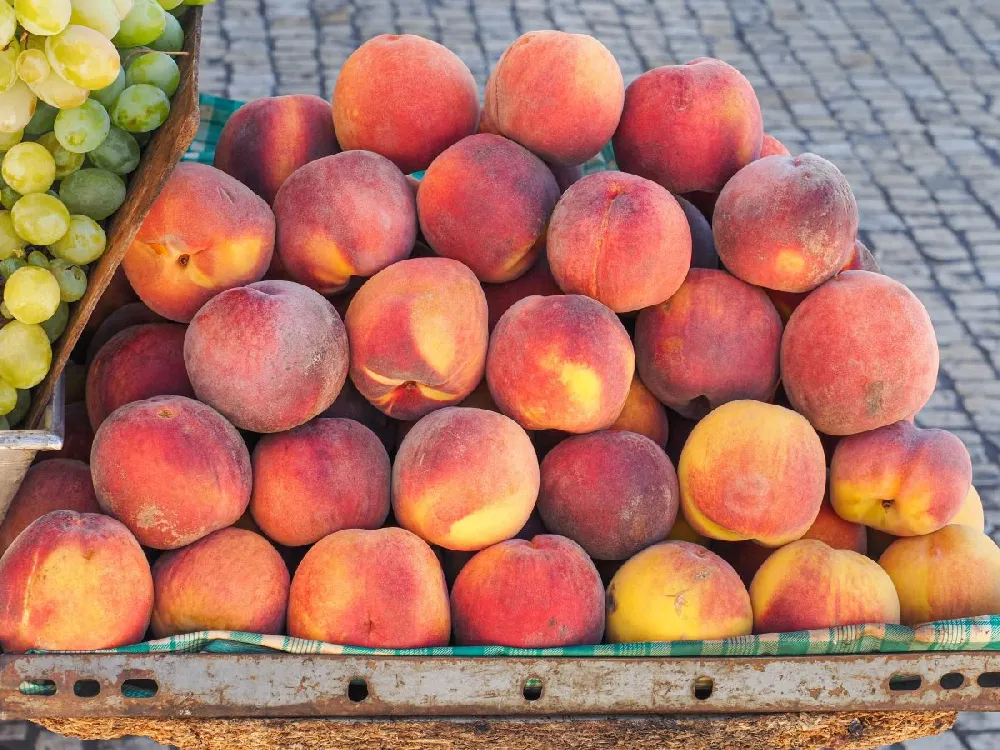 Early White Giant Peach Tree