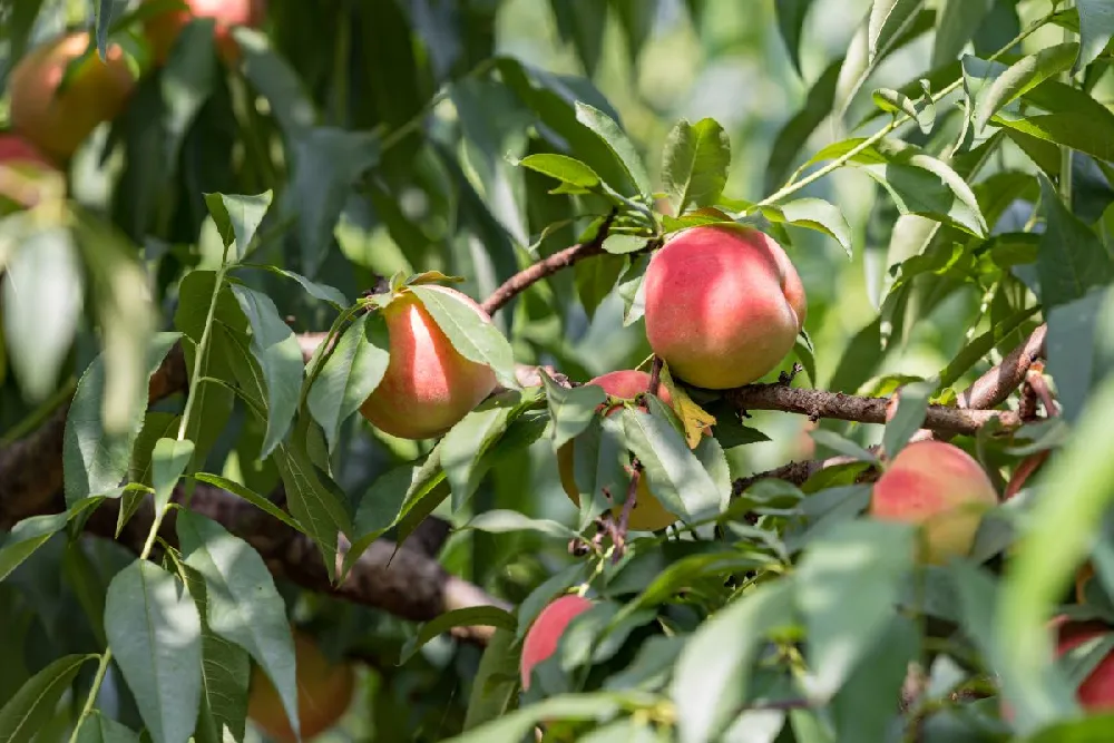 Early White Giant Peach Tree