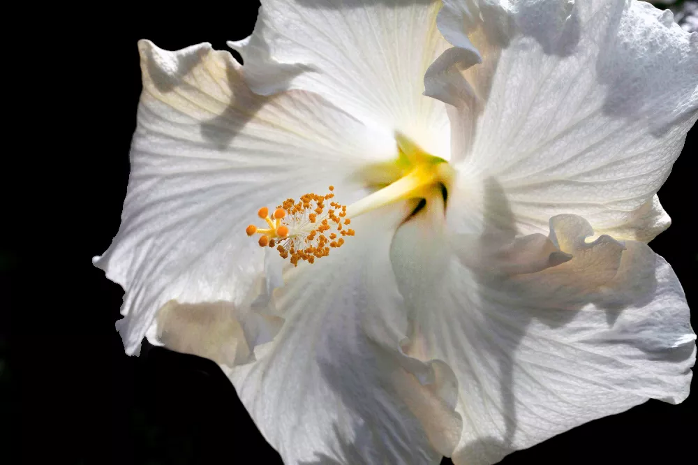 Earth Angel™ Hollywood® Hibiscus