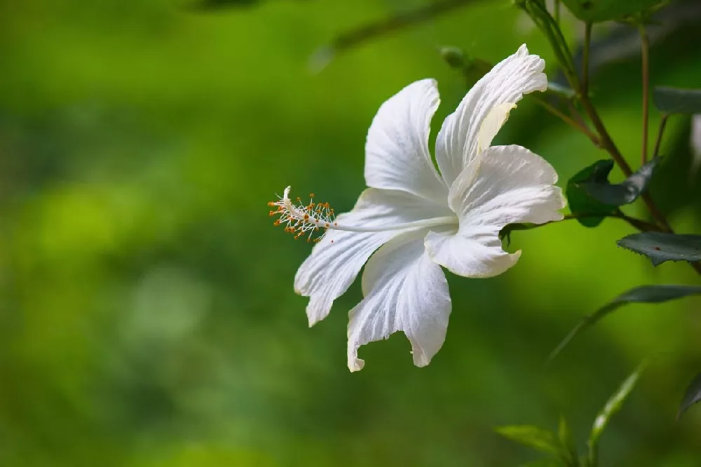 Earth Angel™ Hollywood® Hibiscus 2