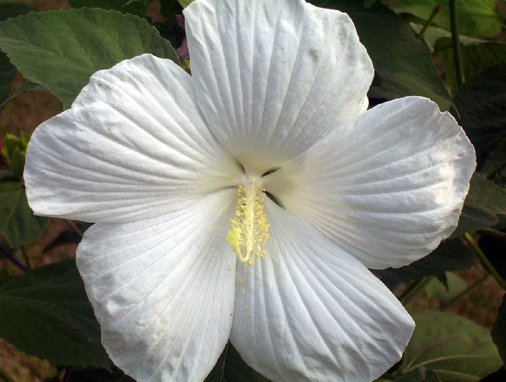 Earth Angel™ Hollywood® Hibiscus 3