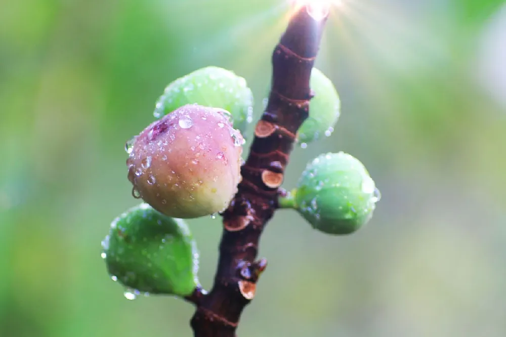 Earth Day Fig Tree