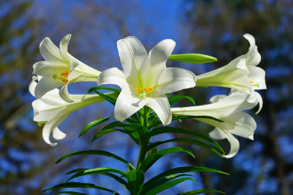 Easter Lily Plant