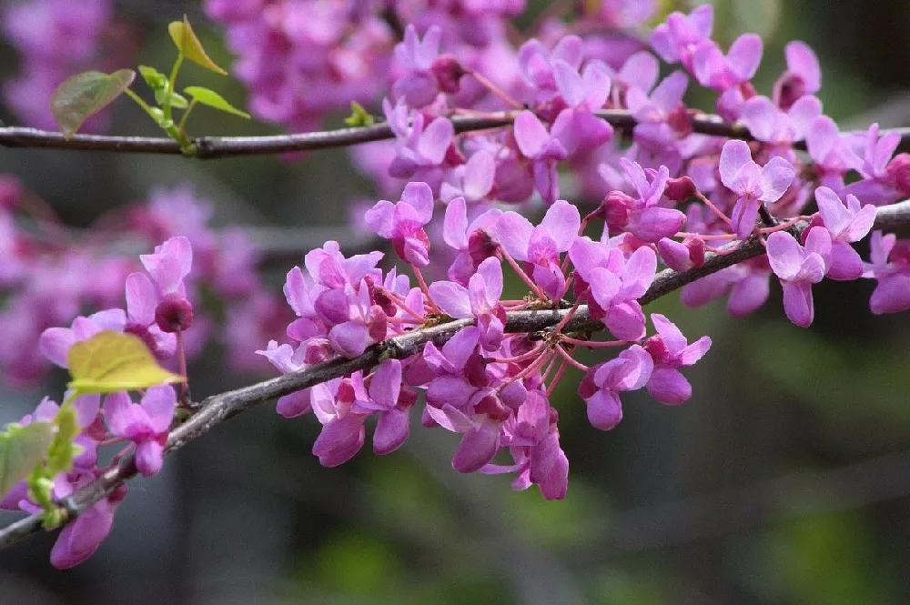 Eastern Red Bud close-up