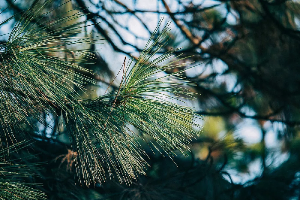    Eastern White Pine Tree 1