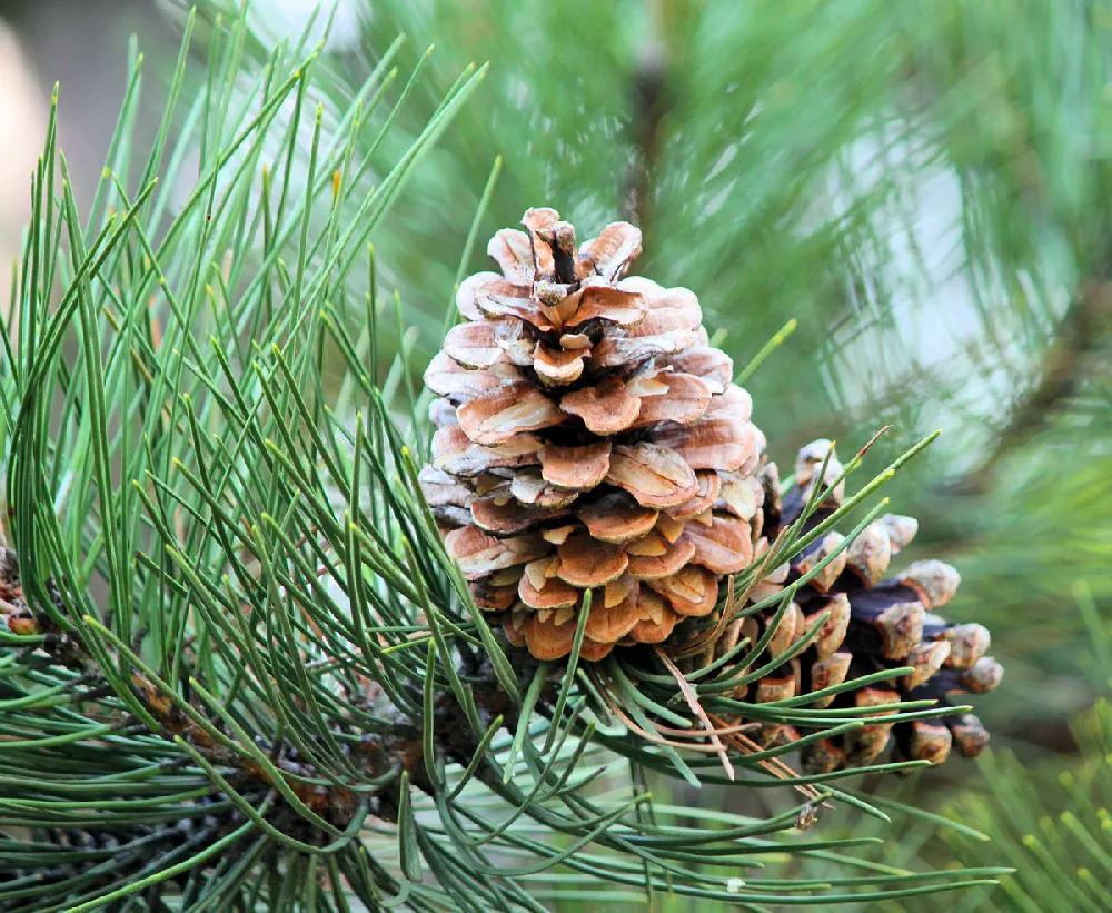 Super Tiny Pine Cones, Avg 1/2 Long, Blue Ridge Mountains, at Least 50, All  Natural 