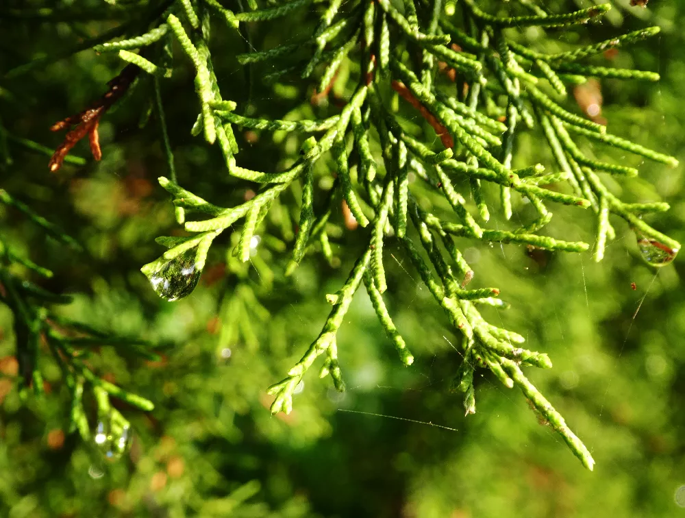     EasternRedCedarTrees3