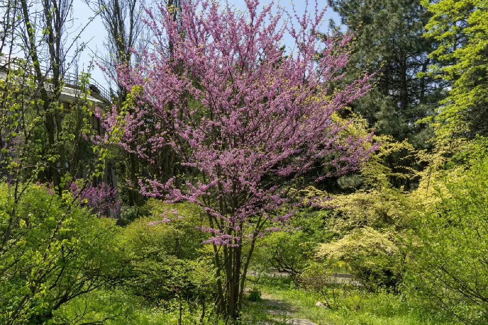 Eastern Redbud Tree